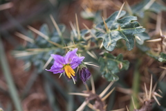 Solanum virginianum